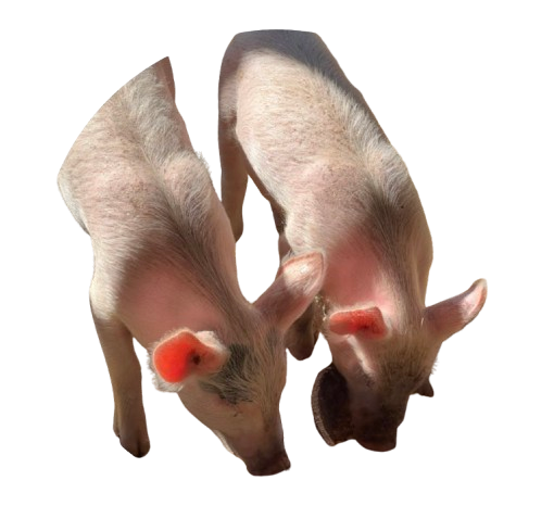 slider-img
